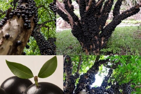Jaboticaba -Seedlings -results - under - good - management