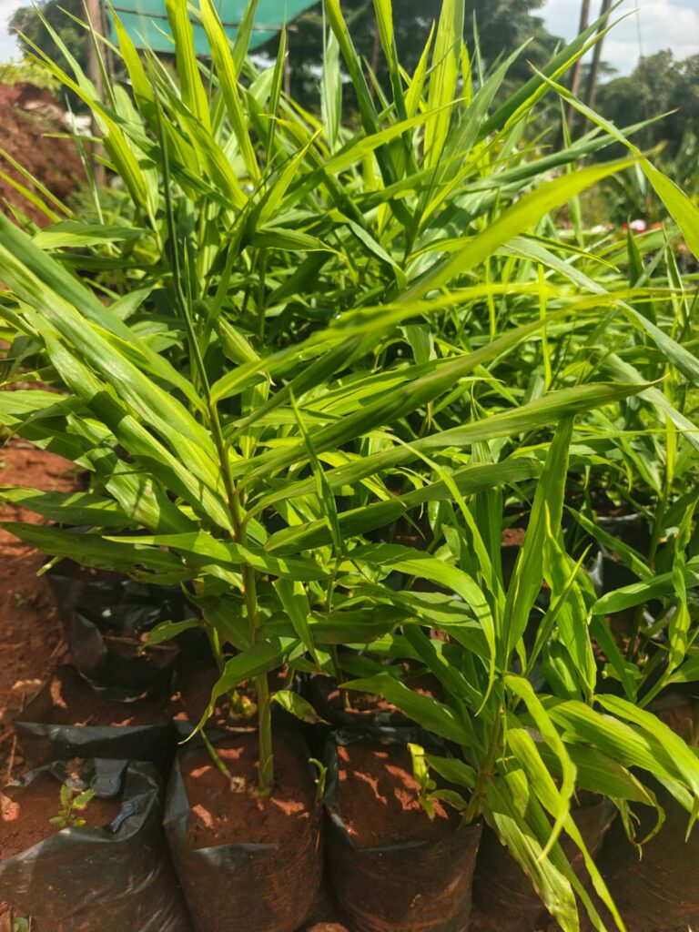 Ginger-Seedlings