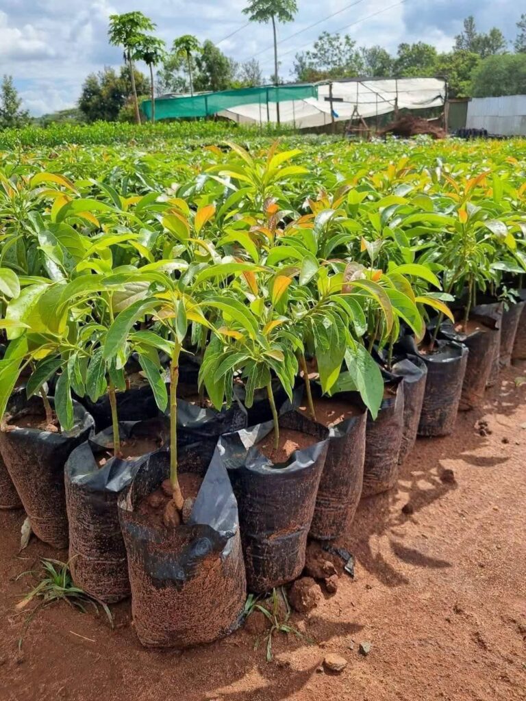 Avocado Trees and Bees: Best Proven Ways on How 2 Hives Per Acre Raise Your Fruit Set 5 Hass Avocado Seedlings