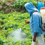 Highly Hazardous Pesticides in Africa Face Phase-Out Debate Ahead of Global Chemicals Conference
