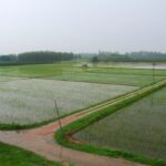 India's Irrigation and Rice Processing Models