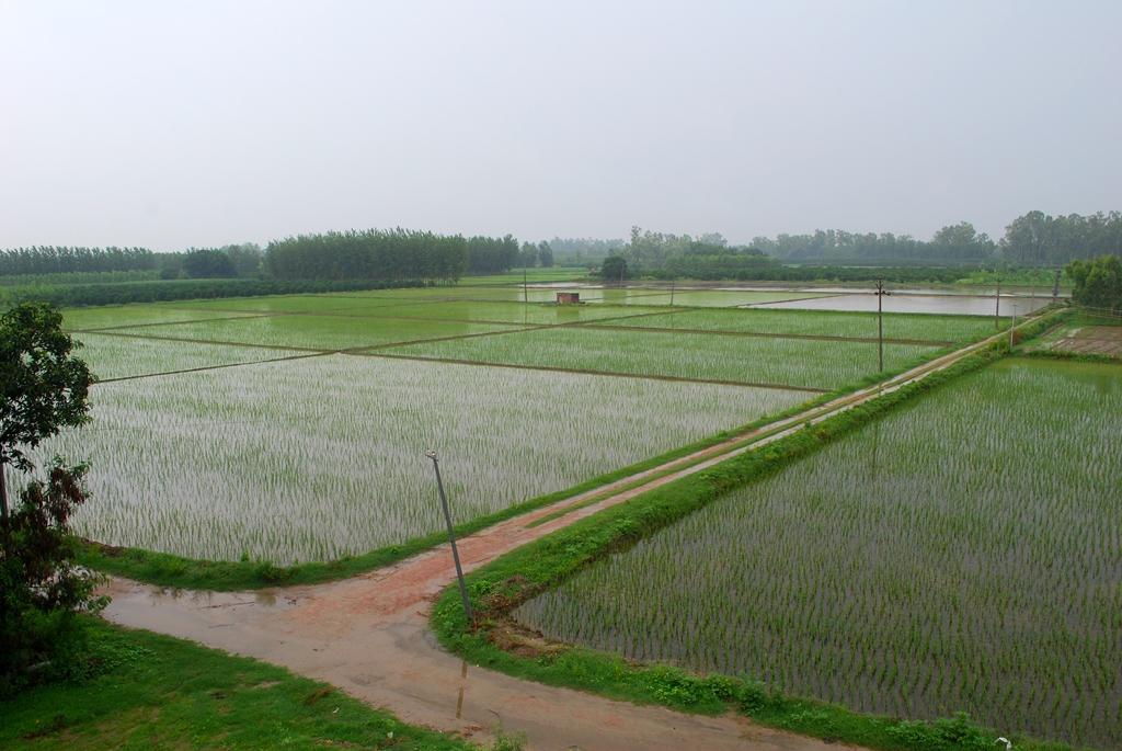 Kenya Eyes India's Irrigation and Rice Processing Models to Cut Imports 1 India's Irrigation and Rice Processing Models