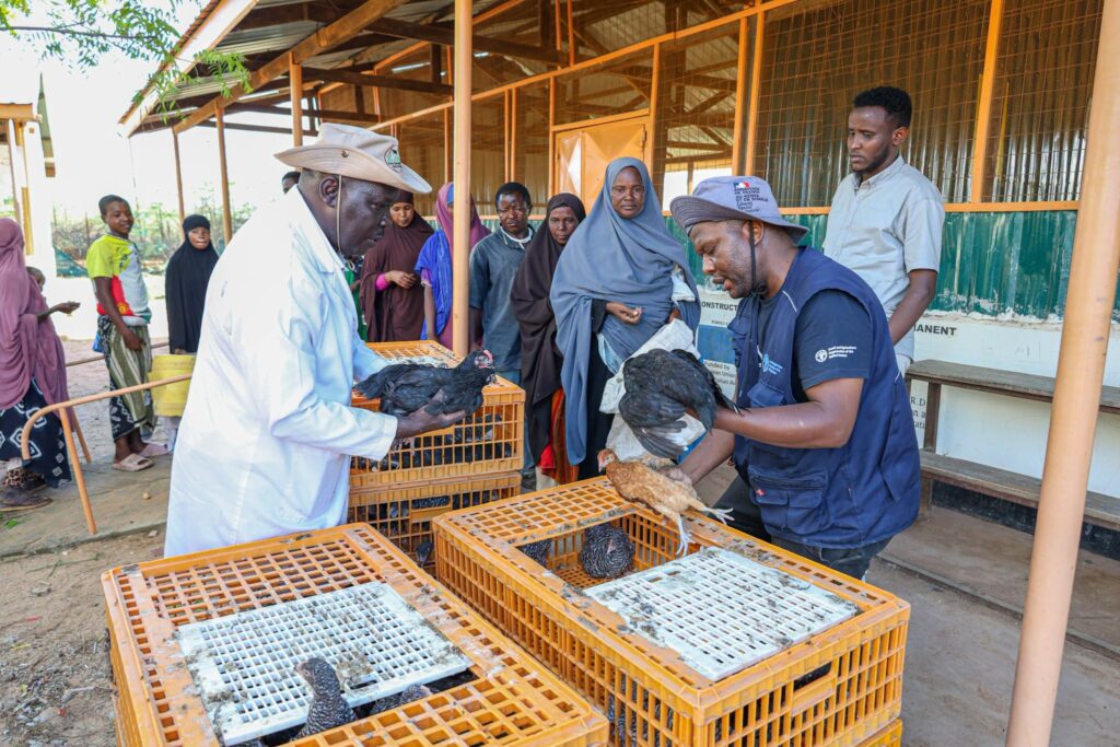 KALRO Improved Chicken Delivers Eggs, Nutrition and Income to 2,000 Dadaab Households 1 KALRO Improved Chicken Delivers Eggs, Nutrition and Income to 2,000 Dadaab Households