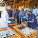 KALRO Improved Chicken Delivers Eggs, Nutrition and Income to 2,000 Dadaab Households