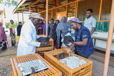 KALRO Improved Chicken Delivers Eggs, Nutrition and Income to 2,000 Dadaab Households
