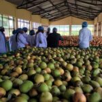 Makueni County Eyes US Market for Organic Mango Farmers in New Export Push