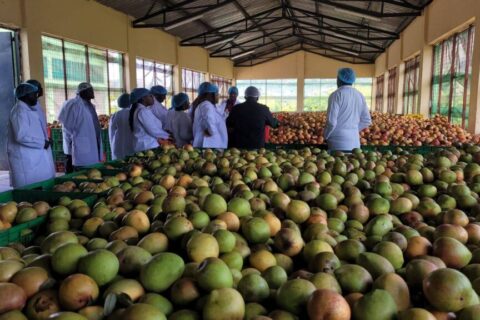 Makueni County Eyes US Market for Organic Mango Farmers in New Export Push