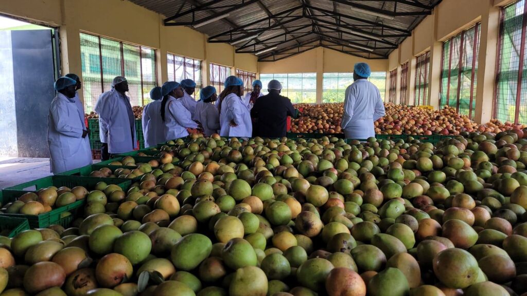Makueni County Eyes US Market for Organic Mango Farmers in New Export Push