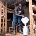 Milk Shortage in Kenya Deepens as Drought and Foot and Mouth Disease Cut Dairy Production
