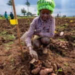 Potato Farming in Kenya