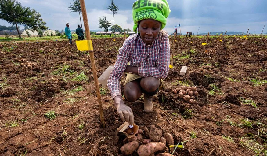 Potato Farming in Kenya