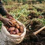 Sweet potato farming in Kenya