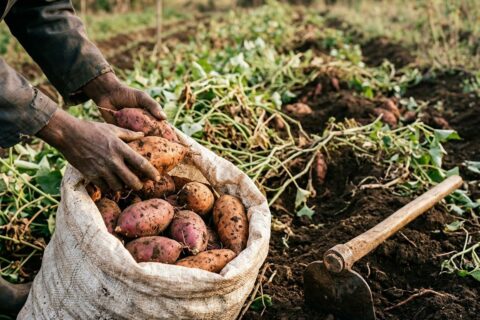Sweet potato farming in Kenya