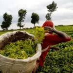 Tea Farmers in Kenya to Receive Annual Bonuses as KTDA Releases September Payments