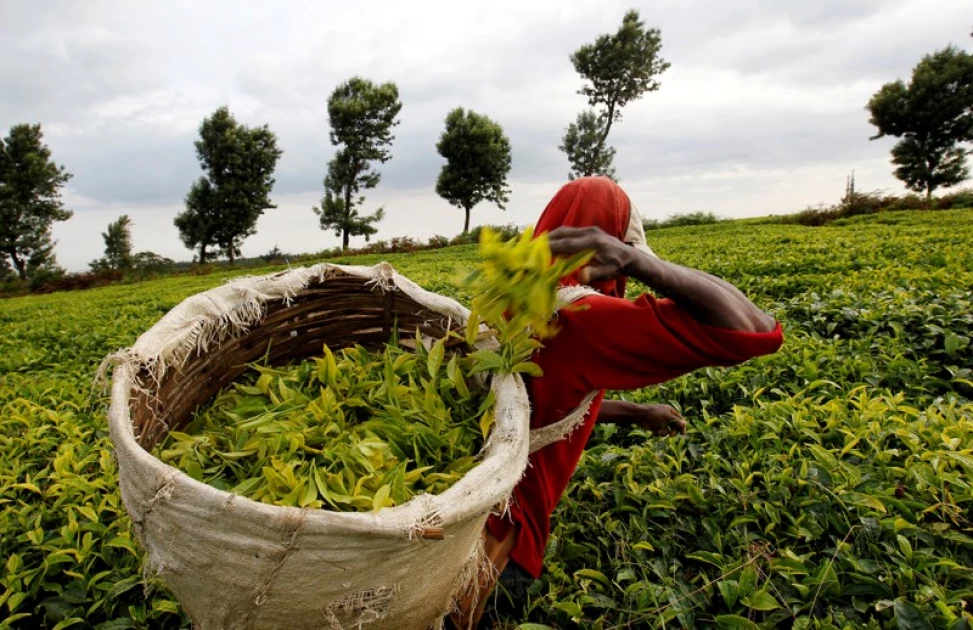 Tea Farmers in Kenya to Receive Annual Bonuses as KTDA Releases September Payments