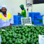 Understanding Kenya’s Avocado Seasons