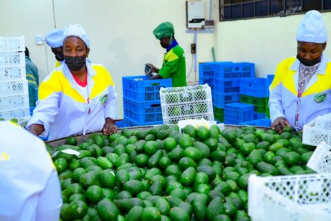 Understanding Kenya’s Avocado Seasons