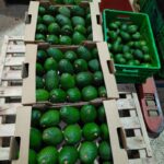 Understanding Kenya’s Avocado Seasons and Availability: Harvest Periods, Varieties, Regions and Export Planning: Kenya Avocado Sea Export Season for 2026/2027