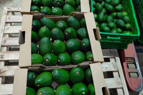 Understanding Kenya’s Avocado Seasons and Availability: Harvest Periods, Varieties, Regions and Export Planning: Kenya Avocado Sea Export Season for 2026/2027