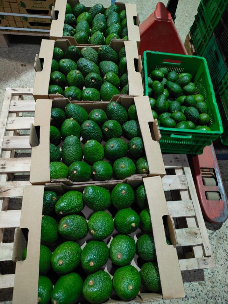 Understanding Kenya’s Avocado Seasons and Availability: Harvest Periods, Varieties, Regions and Export Planning