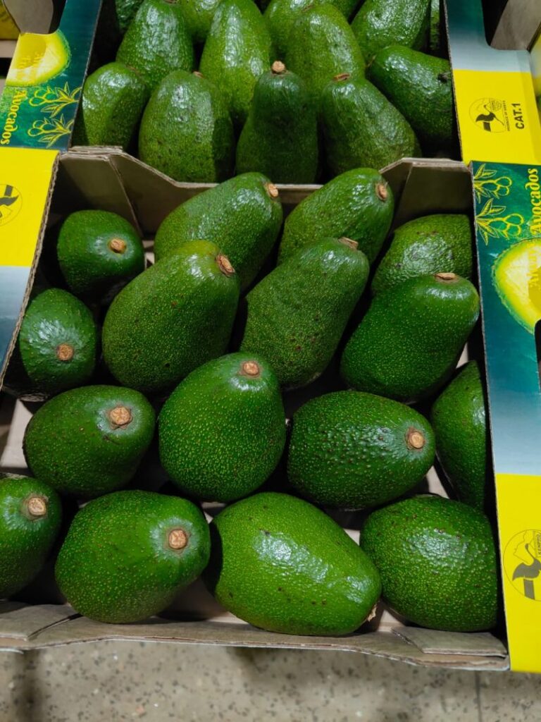 Understanding Kenya’s Avocado Seasons and Availability: Harvest Periods, Varieties, Regions and Export Planning