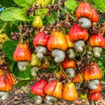 Cashew nuts farming