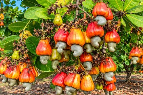 Cashew nuts farming