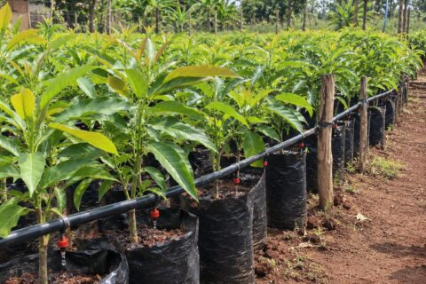 Hass Avocado Nursery Irrigation: 7 Costly Watering Mistakes Killing Seedlings