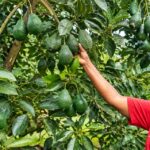 Certified grafted Hass avocado farmer