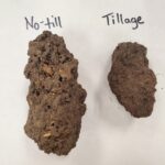 zero-tilled soils