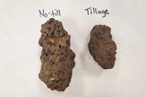 zero-tilled soils