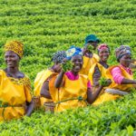 Tea Bonuses