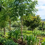 Agroforestry in Kenya