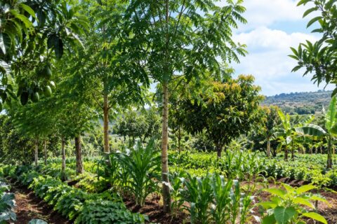 Agroforestry in Kenya