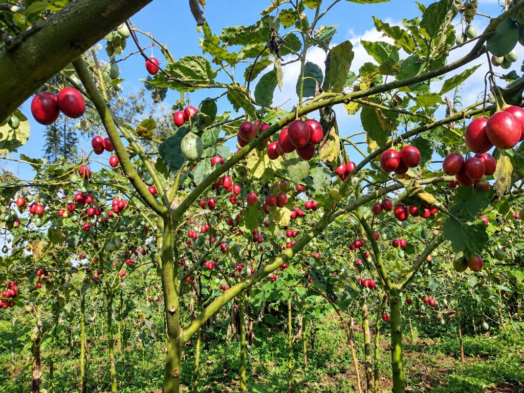Grafted Red Oratia Tree Tomato Seedlings at KSh 100: Fruit in 8 Months, Harvest Weekly for 6 Profitable Years 1 grafted-red-oratia-tree-tomato