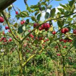 grafted-red-oratia-tree-tomato
