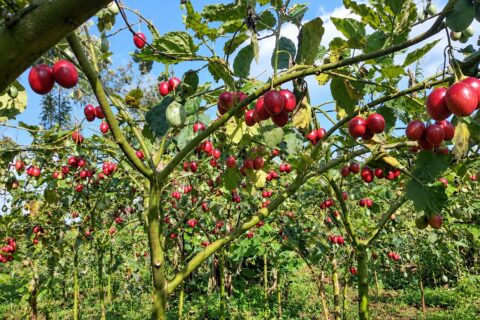 grafted-red-oratia-tree-tomato