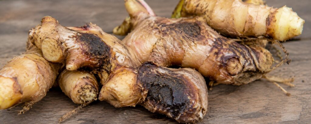 ginger-rhizome-rot