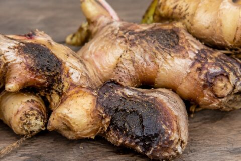 ginger-rhizome-rot