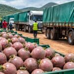 passion fruit buyers from Uganda