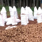 Why Farmers in Kenya Sometimes Sell Their Produce at Low Prices Instead of Waiting for Better Markets