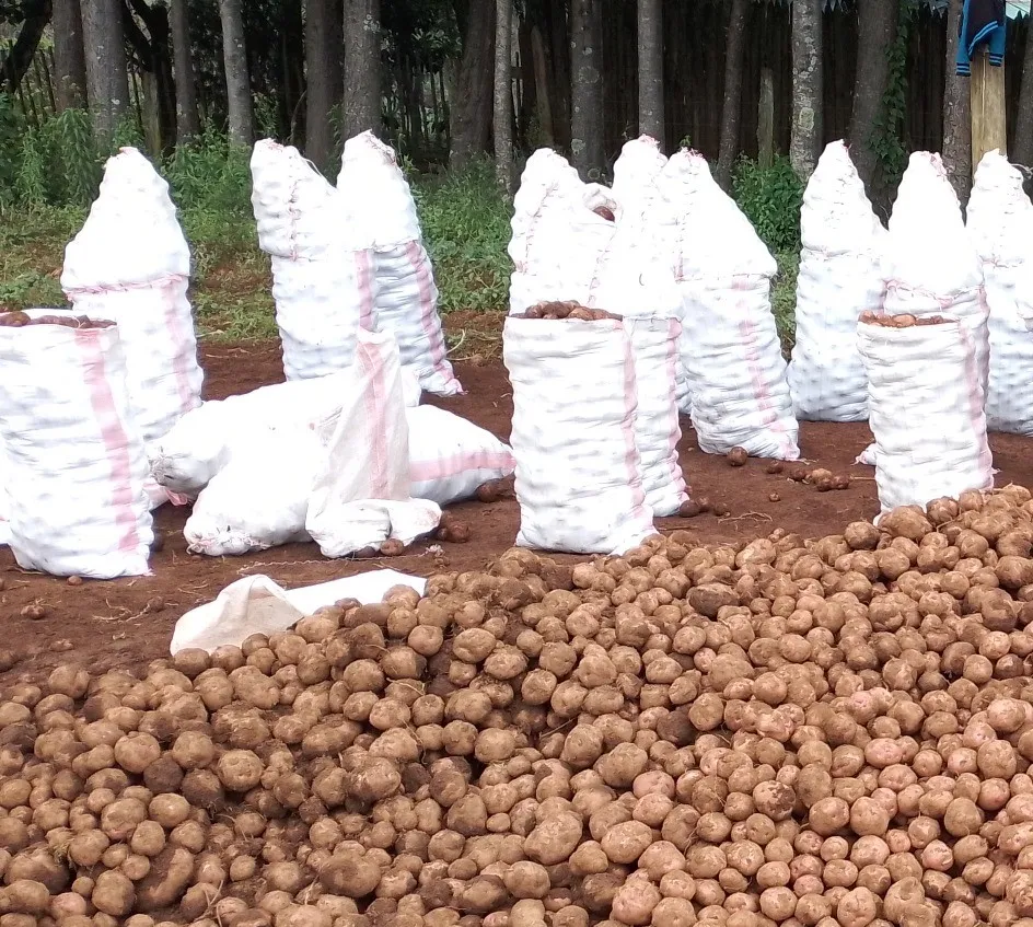 Why Farmers in Kenya Sometimes Sell Their Produce at Low Prices Instead of Waiting for Better Markets 1 Why Farmers in Kenya Sometimes Sell Their Produce at Low Prices Instead of Waiting for Better Markets