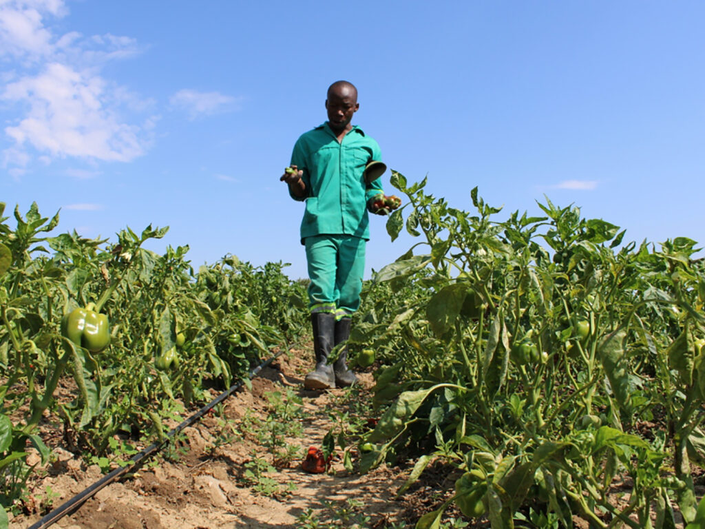 Why Good Agronomists Fail as Farm Managers When They Cannot Control Costs and Lead Teams