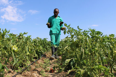 Why Good Agronomists Fail as Farm Managers When They Cannot Control Costs and Lead Teams