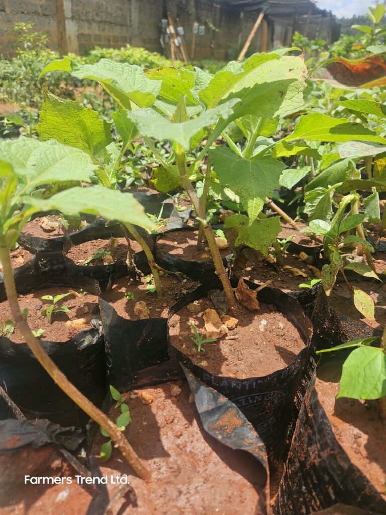 yacon seedlings at KSh 500 each.