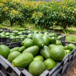 avocado-trees-and-bees