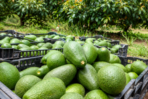 avocado-trees-and-bees