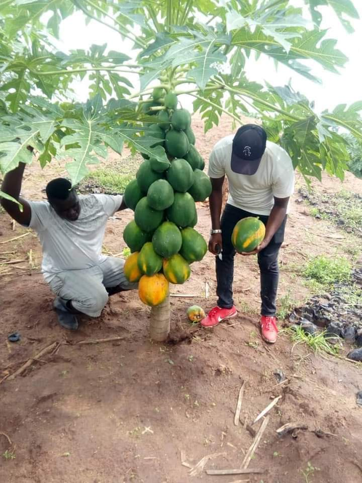 papaya-farming-in-kenya