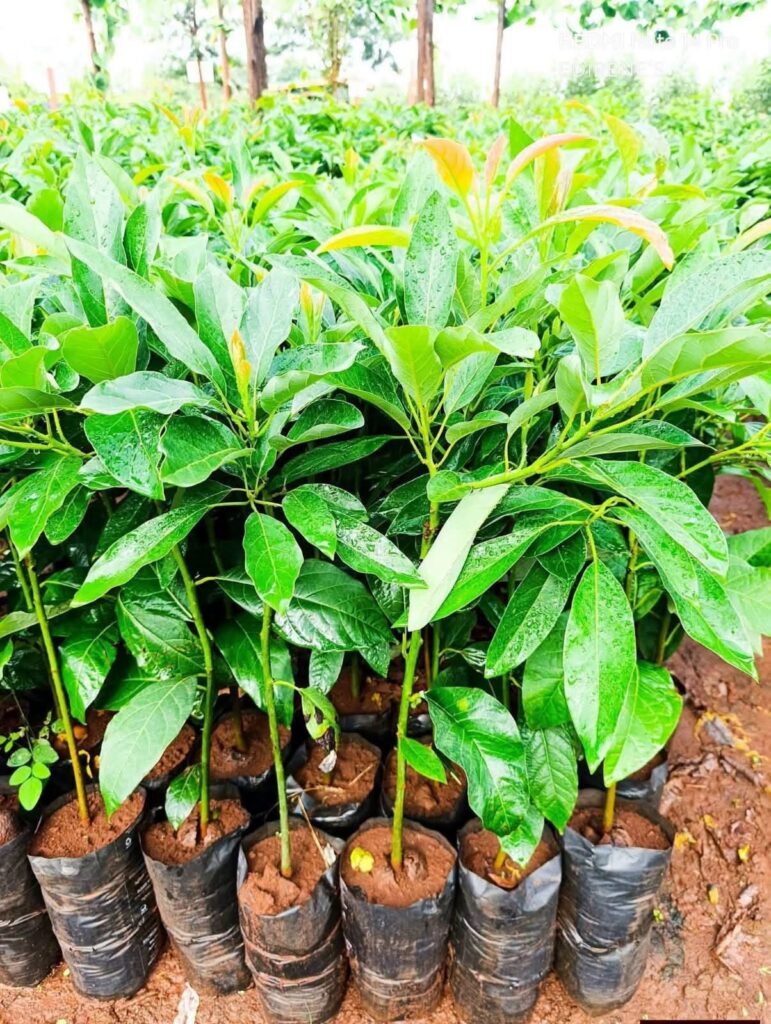 Avocado Trees and Bees: Best Proven Ways on How 2 Hives Per Acre Raise Your Fruit Set 4 Fuerte Avocado Seedlings.