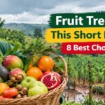 fruit-trees-to-plant-short-rains-season-kenya